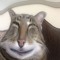 Goofy Ahh Cat