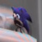 PingusDingus