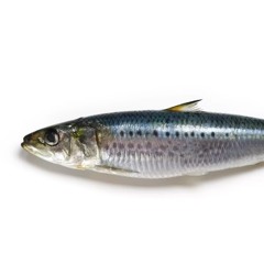 sardine