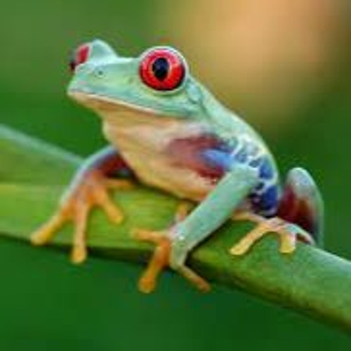 Frogger’s avatar