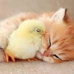 kittensNchickens