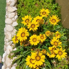 زياد شخاترة