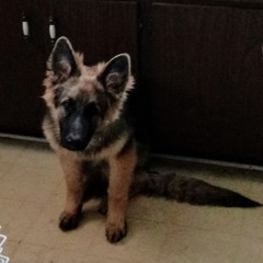 K9+