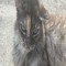 outdoor cat