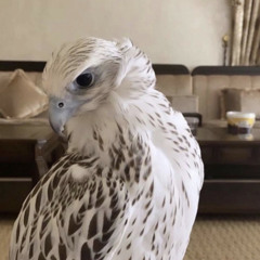 عيد خالد  النقبي