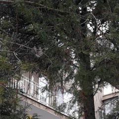zeynep