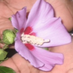 elipropperr