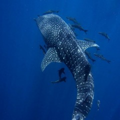 Mustang z Dzikiej Doliny - Nigdy nie ulegnę