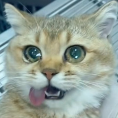 NGTF