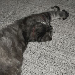 shikyla (@glowinginthedark) ♓︎