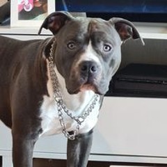 Rancho Staffordshire