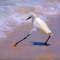 Athletic Man-Bird