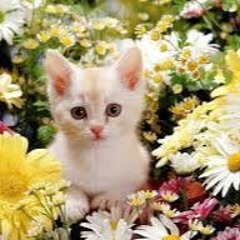 kitty