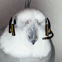 Bird Boi