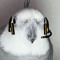 Bird Boi