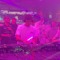 JC1.dnb