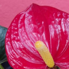 Antônio Narcélio Domingos