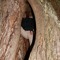 Dryas
