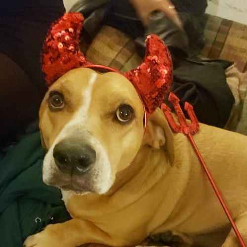 Pre_Gramatik Live Session