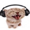 silly little song enjoyer