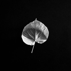 photoforrest