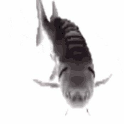 Stream fish fraud music | Listen to songs, albums, playlists for free ...