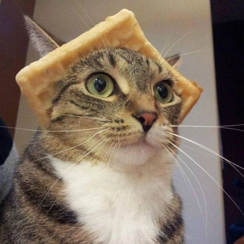 планктон аааа мем