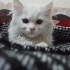 Fahd Zubair