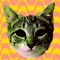 CatzTacoz