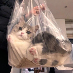 Dasha
