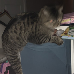 tabbie