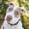 pitbulls