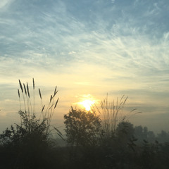 Wali. M77
