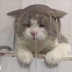 Chitkabri Billi