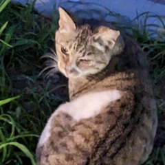るー