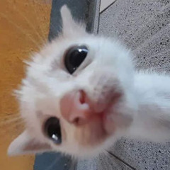 eevie