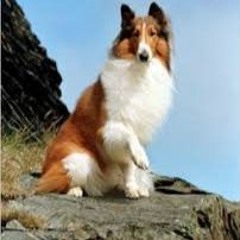 Lassie