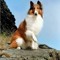 Lassie