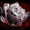 Bloody rose