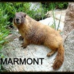 BigMarmont
