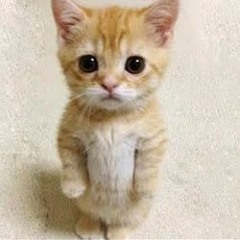 El Gato Juan