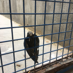 Birb