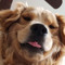epiccooldog