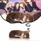 Kitosandkitskats