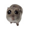HAMPTER