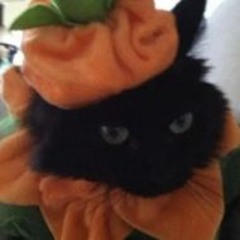 𖦹˖°.🎃 ̟࿔*:⋆