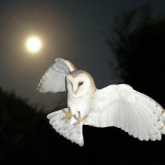 ꧁Stranger Things꧂