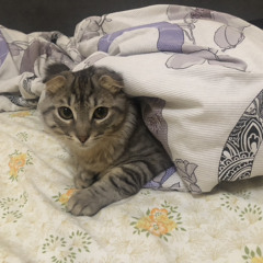 777