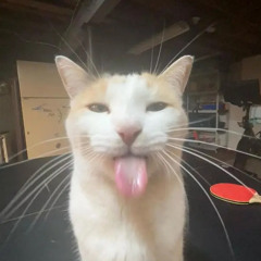 finnwaugh