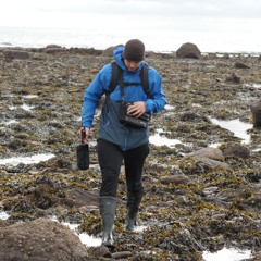 Ballinclamper Ringed Plover - October 2025
